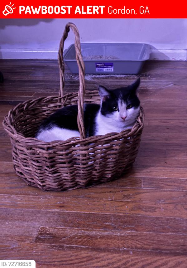 Lost Male Cat last seen Near Bethlehem church rd, Gordon GA, Gordon, GA 31031
