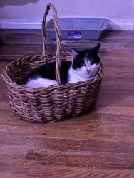 Lost Male Cat last seen Near Bethlehem church rd, Gordon GA, Gordon, GA 31031