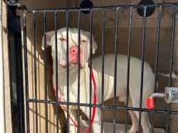 Shelter Stray Male Dog last seen Near BLOCK SNAIL SHELL CAVE RD. - 3 DAYS, Murfreesboro, TN 37129