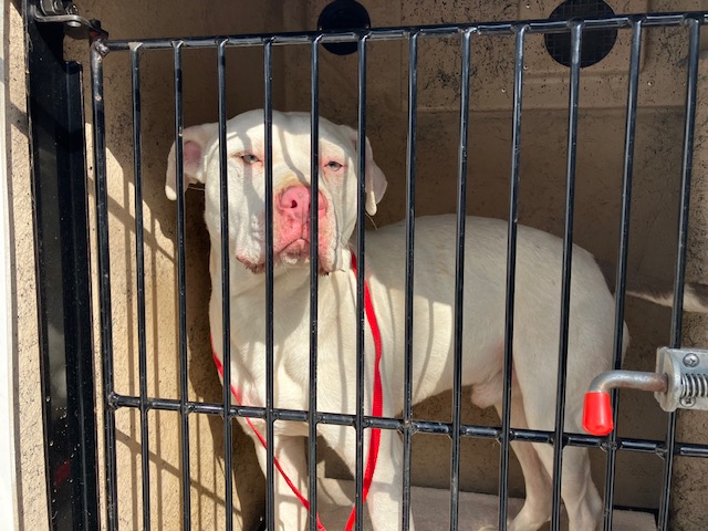 Shelter Stray Male Dog last seen Near BLOCK SNAIL SHELL CAVE RD. - 3 DAYS, Murfreesboro, TN 37129