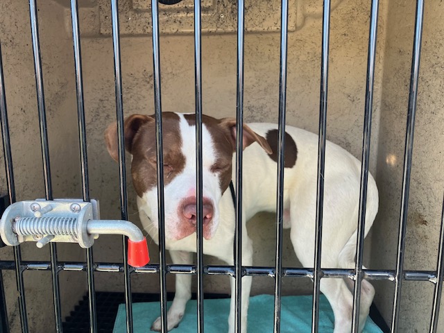 Shelter Stray Male Dog last seen Near BLOCK SNAIL SHELL CAVE RD. - 3 DAYS, Murfreesboro, TN 37129