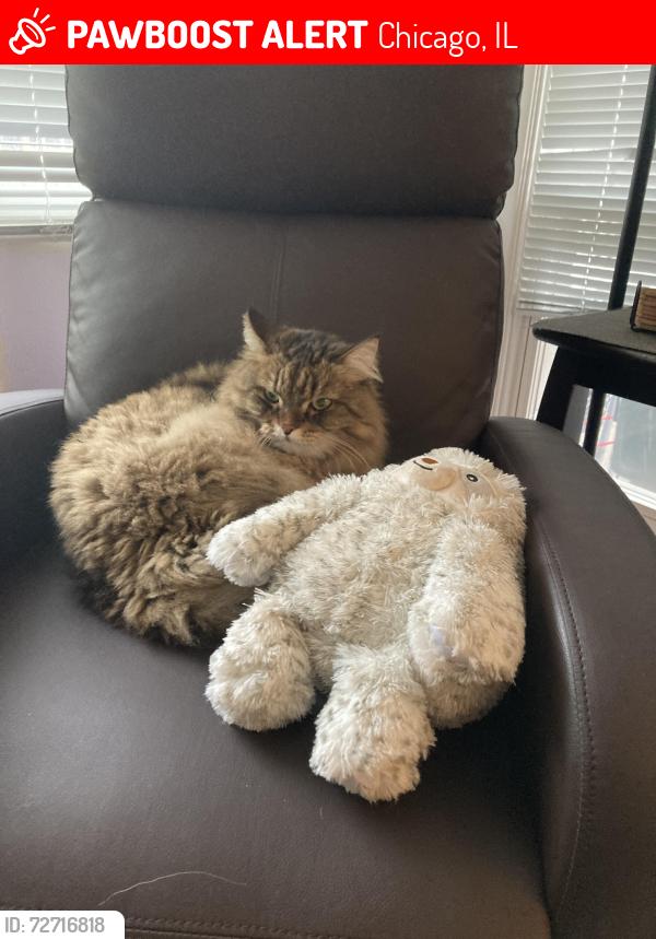 Lost Male Cat last seen Spaulding and  Balmoral , Chicago, IL 60625