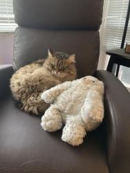 Lost Male Cat last seen Spaulding and  Balmoral , Chicago, IL 60625