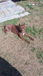 Lost Male Dog last seen Reid rdm, Douglasville, GA 30135