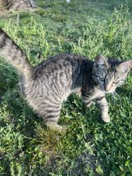 Found/Stray Male Cat last seen Binghamton Drive, Houston, TX 77089