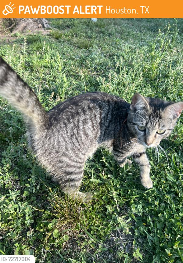 Found/Stray Male Cat last seen Binghamton Drive, Houston, TX 77089