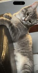 Lost Female Cat last seen Last seen by McCombs St , El Paso, TX 79934