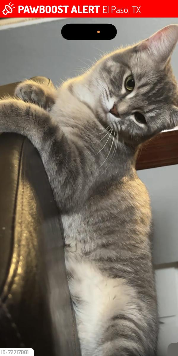 Lost Female Cat last seen Last seen by McCombs St , El Paso, TX 79934