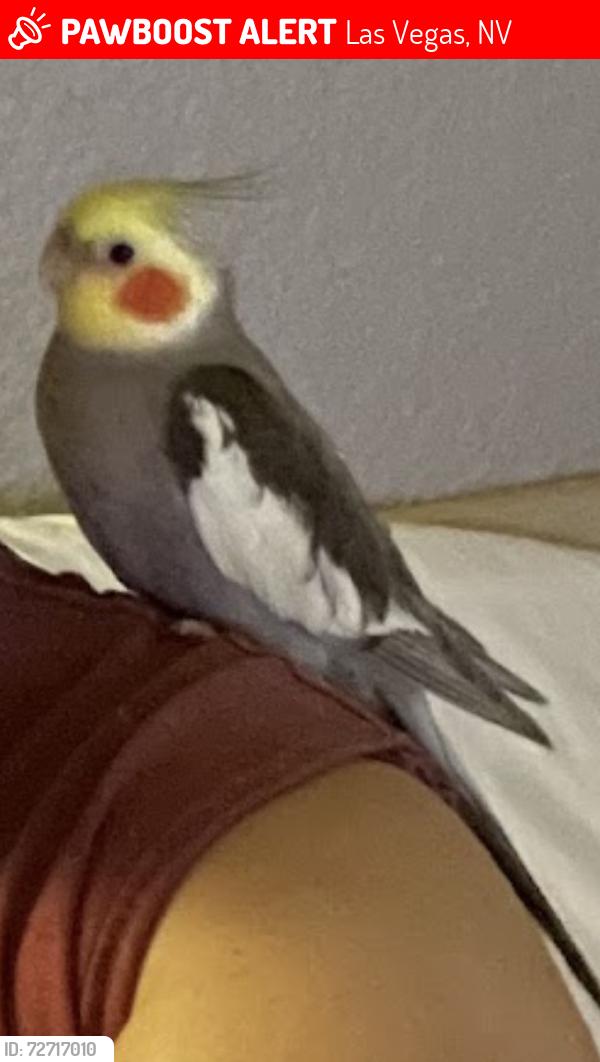 Lost Male Bird last seen Bonanza & Maryland Pkwy, Las Vegas, NV 89101
