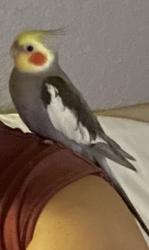 Lost Male Bird last seen Bonanza & Maryland Pkwy, Las Vegas, NV 89101