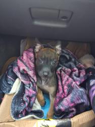 Lost Male Dog last seen Fort smith, Fort Smith, AR 72901