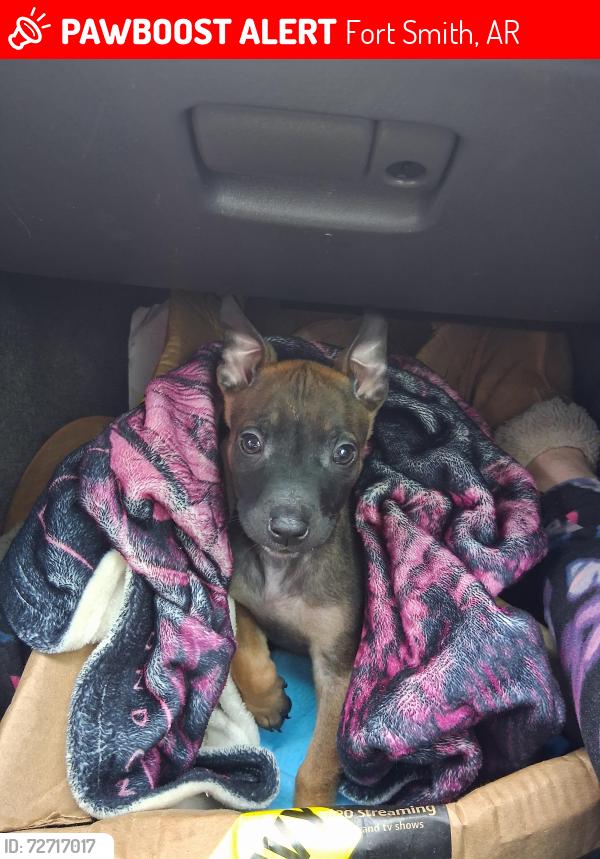 Lost Male Dog last seen Fort smith, Fort Smith, AR 72901
