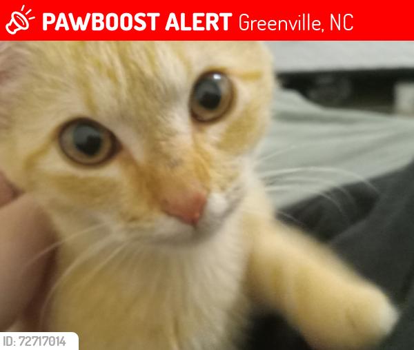 Lost Female Cat last seen Near Trauma center, Greenville, NC 27834