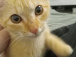 Lost Female Cat last seen Near Trauma center, Greenville, NC 27834