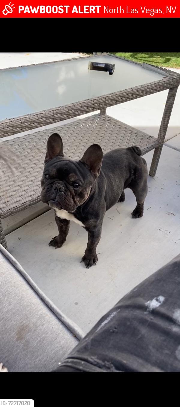 Lost Male Dog last seen Hammer and Valley , North Las Vegas, NV 89030