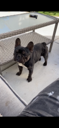Lost Male Dog last seen Hammer and Valley , North Las Vegas, NV 89030