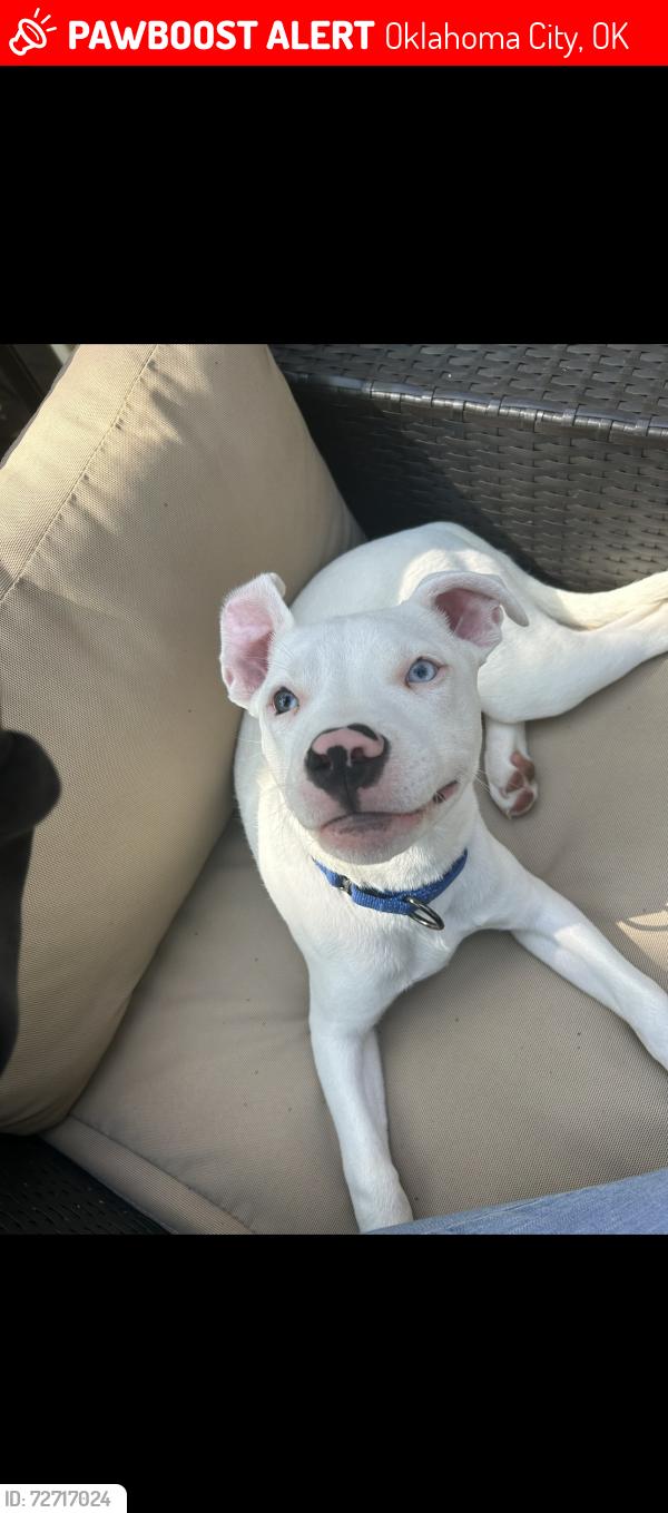 Lost Male Dog last seen Near highland park , Oklahoma City, OK 73135