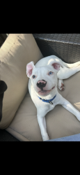 Lost Male Dog last seen Near highland park , Oklahoma City, OK 73135