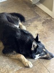 Found/Stray Male Dog last seen Less harrison, San Antonio, TX 78250