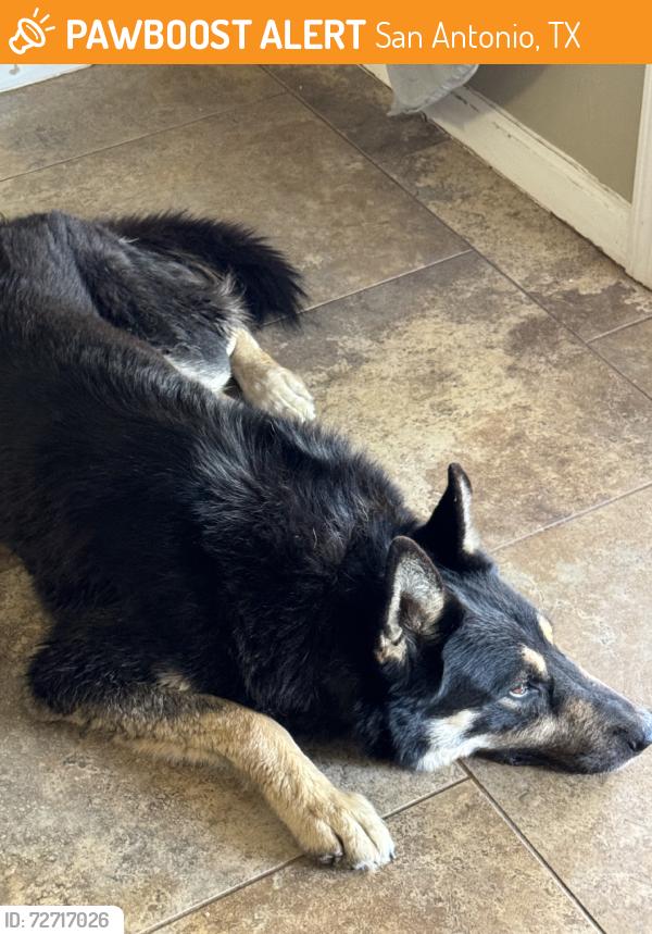 Found/Stray Male Dog last seen Less harrison, San Antonio, TX 78250
