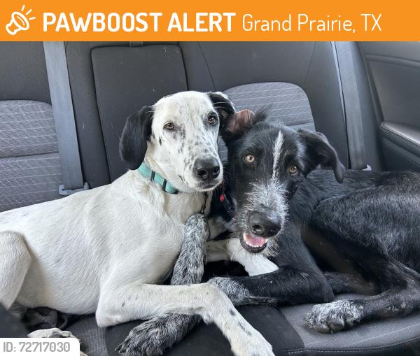 Found/Stray Male Dog last seen NE 16th street between Ash St & Cottonwood., Grand Prairie, TX 75050