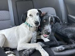 Found/Stray Male Dog last seen NE 16th street between Ash St & Cottonwood., Grand Prairie, TX 75050