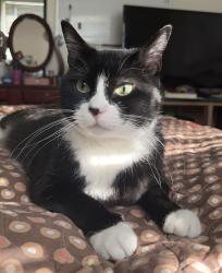Lost Female Cat last seen North cresthaven , Lehi, UT 84043