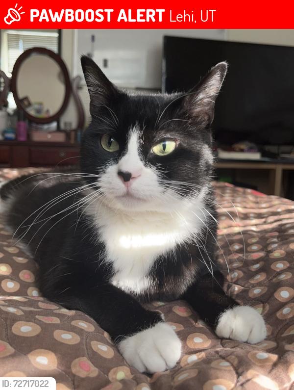 Lost Female Cat last seen North cresthaven , Lehi, UT 84043