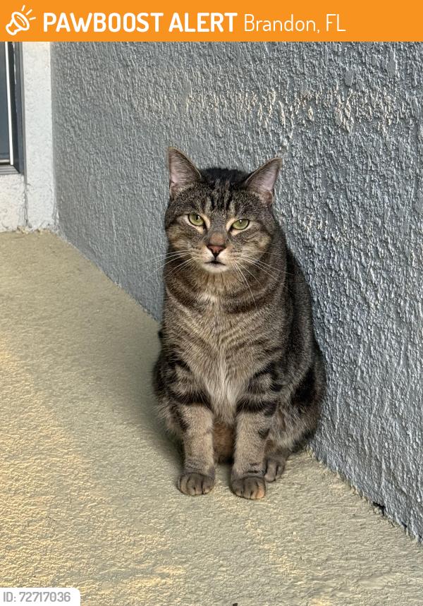 Found/Stray Unknown Cat last seen Rambler Ivy Loop and MLK, Brandon, FL 33510