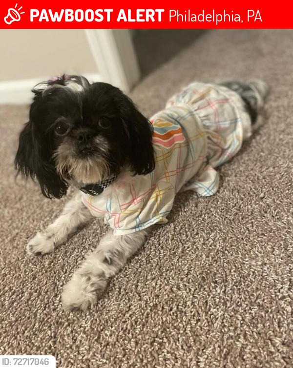 Lost Female Dog last seen Barnett and Levick , Philadelphia, PA 19135