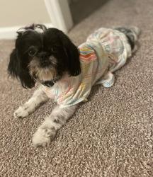 Lost Female Dog last seen Barnett and Levick , Philadelphia, PA 19135