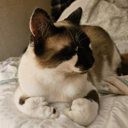 Lost Female Cat last seen 71st Avenue NE Canoe/TCH Canoe, BC, Salmon Arm, BC V0E 1K0