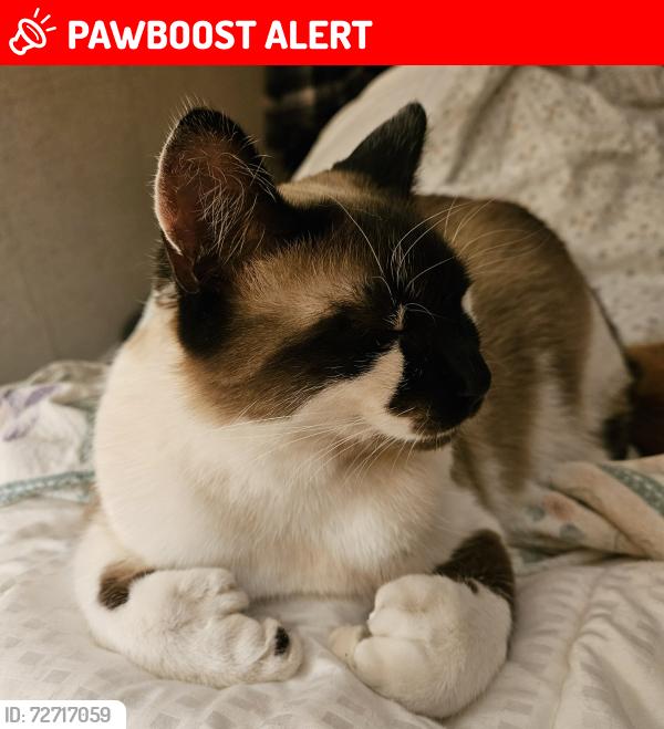 Lost Female Cat last seen 71st Avenue NE Canoe/TCH Canoe, BC, Salmon Arm, BC V0E 1K0