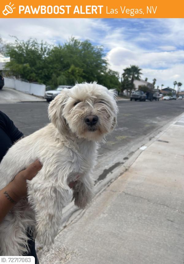 Found/Stray Male Dog last seen Buffalo, Las Vegas, NV 89145