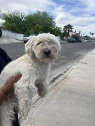 Found/Stray Male Dog last seen Buffalo, Las Vegas, NV 89145