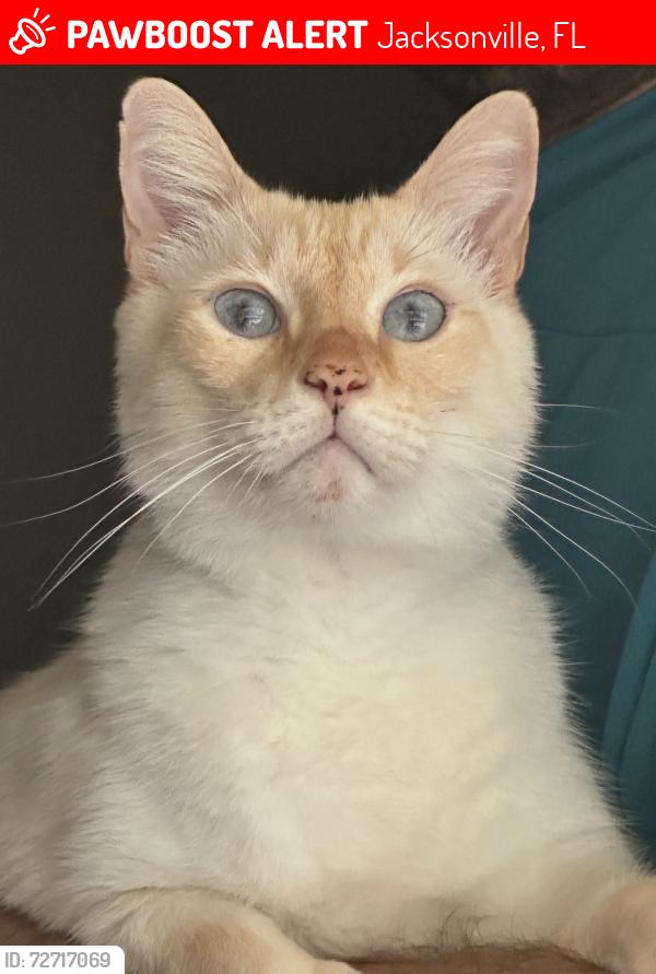 Lost Male Cat last seen Sunbeam infront of San Jose Prep School, Jacksonville, FL 32257