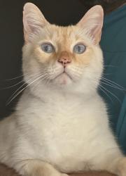 Lost Male Cat last seen Sunbeam infront of San Jose Prep School, Jacksonville, FL 32257