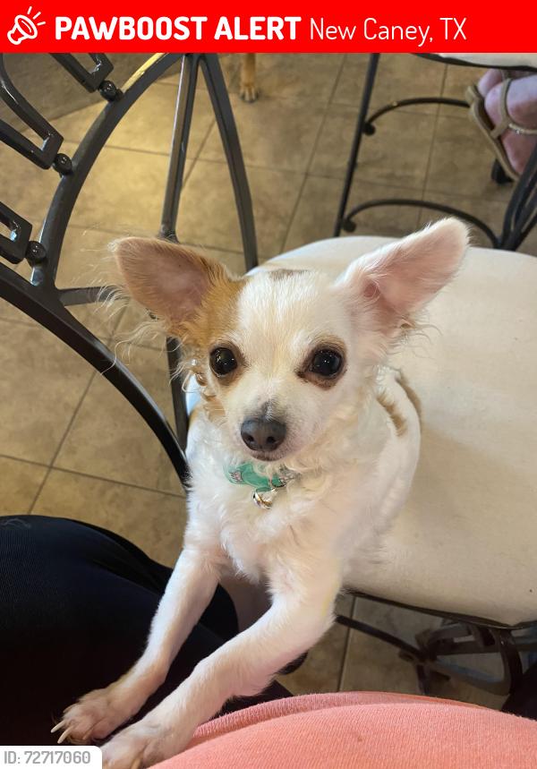Lost Female Dog last seen Trinity Way New Caney, TX 77537, New Caney, TX 77357