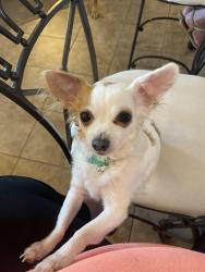 Lost Female Dog last seen Trinity Way New Caney, TX 77537, New Caney, TX 77357