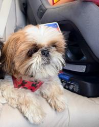Lost Female Dog last seen Primrose Dr, San Jose, CA 95123
