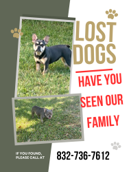 Lost Male Dog last seen Dogwood Bough, Fresno, TX 77545