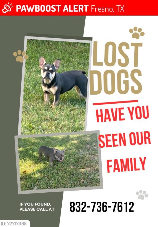 Lost Male Dog last seen Dogwood Bough, Fresno, TX 77545