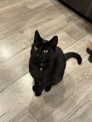 Lost Male Cat last seen McCreery ave/Cinderella lane/and chaucer dr, San Jose, CA 95116