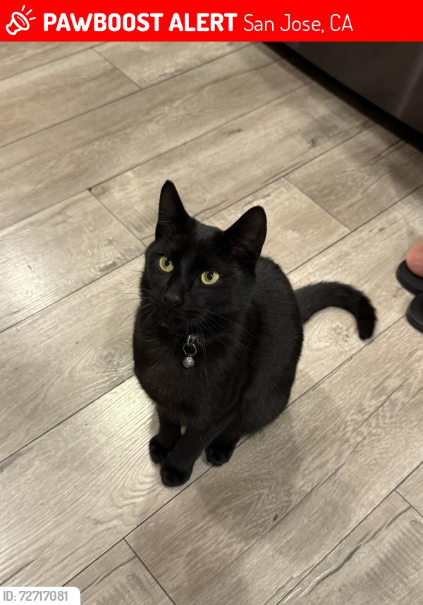 Lost Male Cat last seen McCreery ave/Cinderella lane/and chaucer dr, San Jose, CA 95116