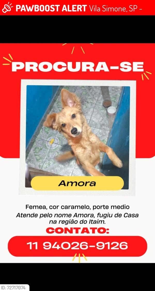 Lost Female Dog last seen Padaria , Vila Simone, SP 08160-420
