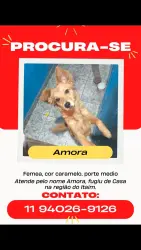 Lost Female Dog last seen Padaria , Vila Simone, SP 08160-420