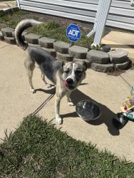 Found/Stray Male Dog last seen Randleman Rd, Greensboro, NC 27406