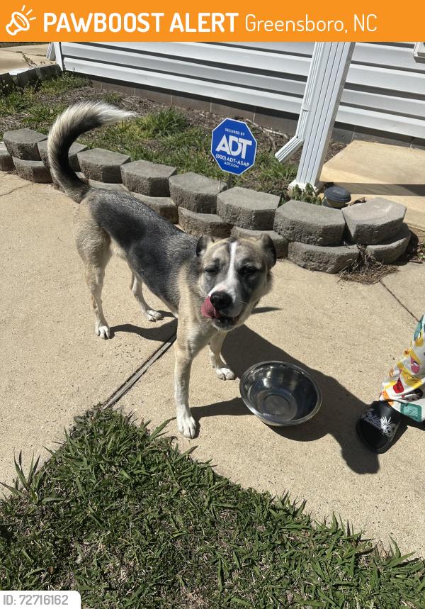 Found/Stray Male Dog last seen Randleman Rd, Greensboro, NC 27406