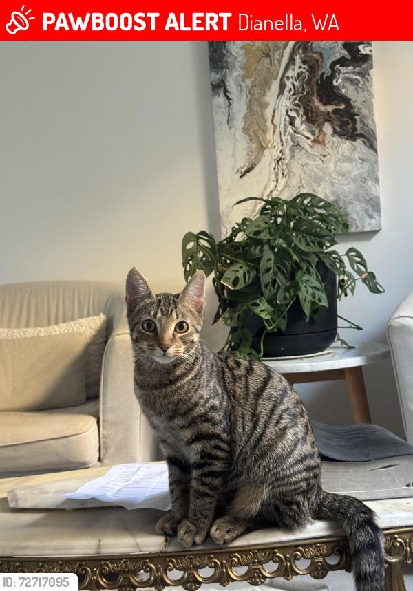 Lost Male Cat last seen Near alexander drive dianella , Dianella, WA 6059