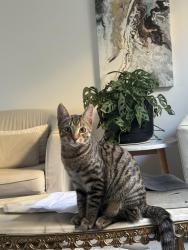 Lost Male Cat last seen Near alexander drive dianella , Dianella, WA 6059